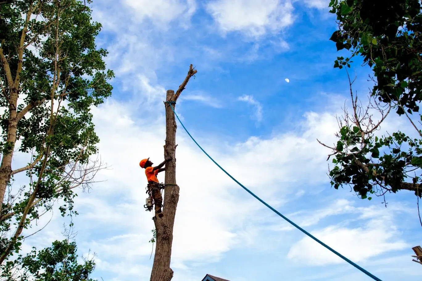 Work photo for Tree & Lawn Care Services