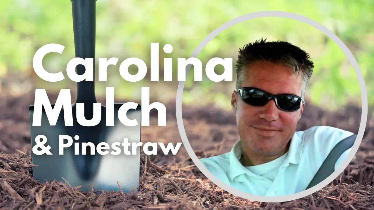 Work photo for CAROLINA MULCH AND PINESTRAW. FRESH TRIPLE SHREDDED HARDWOOD MULCH. VIBRANT RADIANT LONGLEAF LONGNEEDLE PINESTRAW!