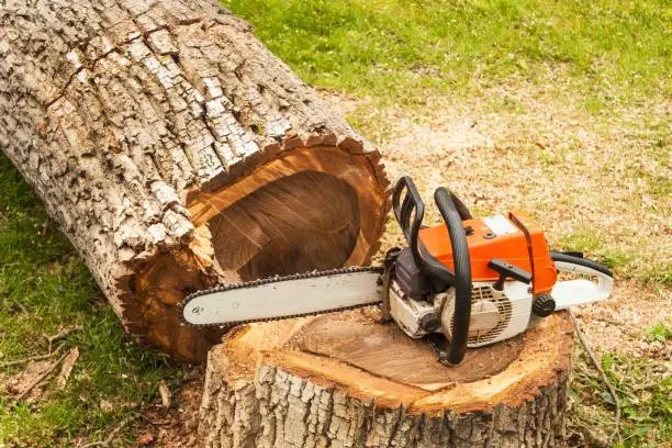 Work photo for Tree Removal: Most difficult tree cut, grind and haul $1000