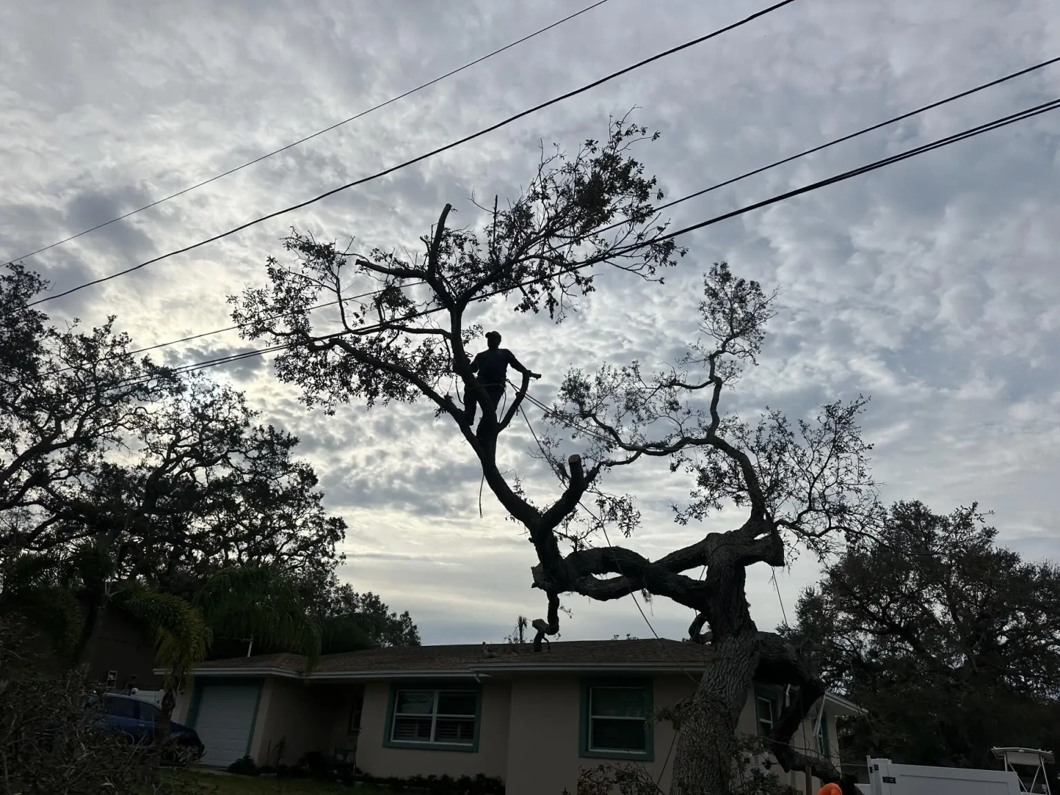 Work photo for Tree removal stump grinding