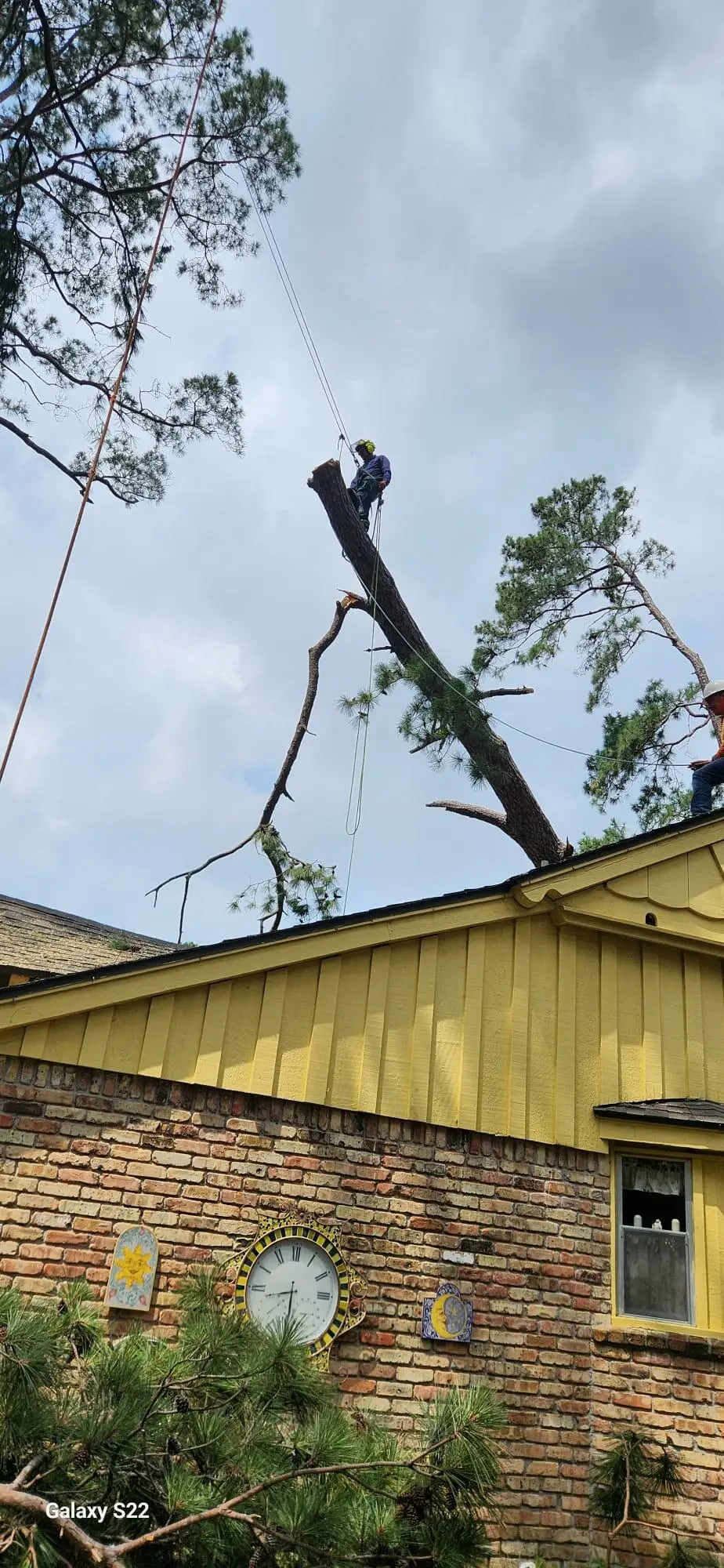 Work photo for Tree Trimming and Yard Cleanup Service