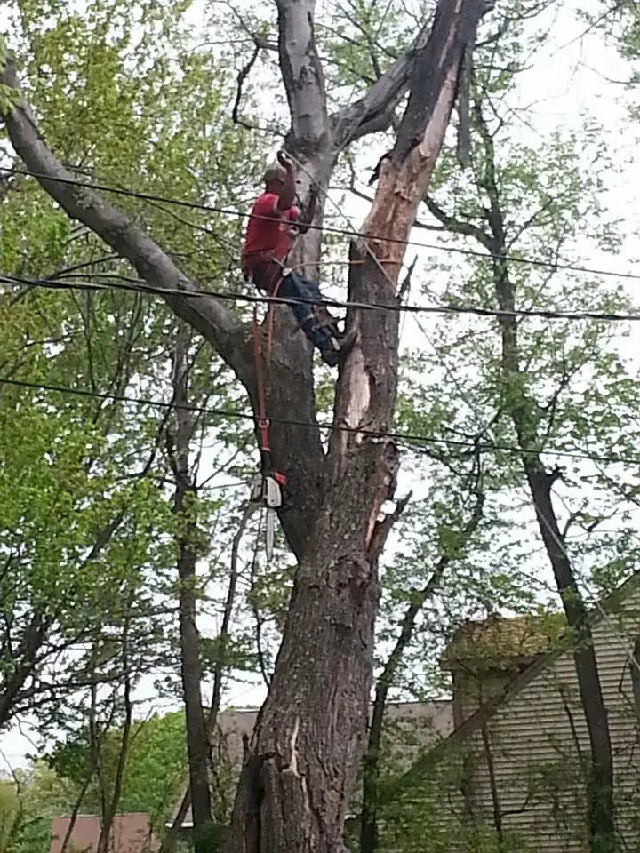 Work photo for Tree removal Trimming and Concrete services