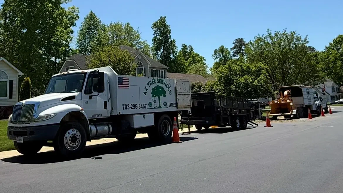 Work photo for Tree Removal & Trimming Services – Washington, DC | 10% OFF
