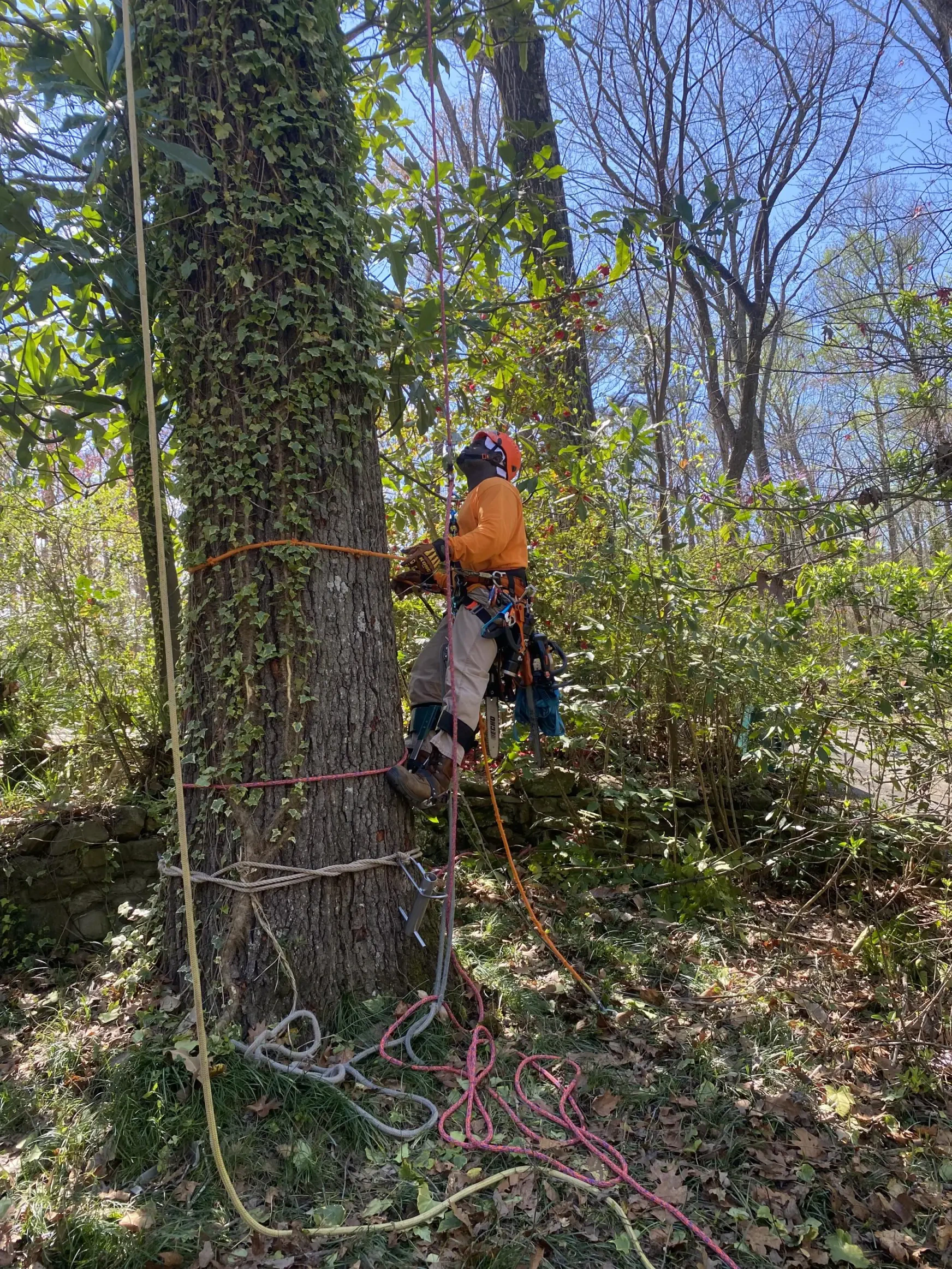 Work photo for Tree & Limbs removal.