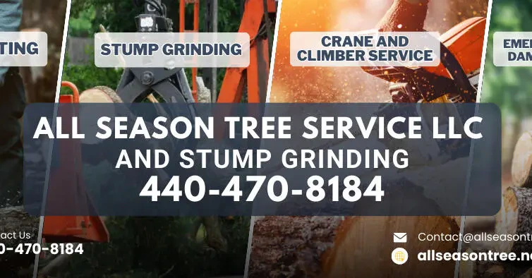 Work photo for Tree Removal & Stump Grinding for Any Location $700
