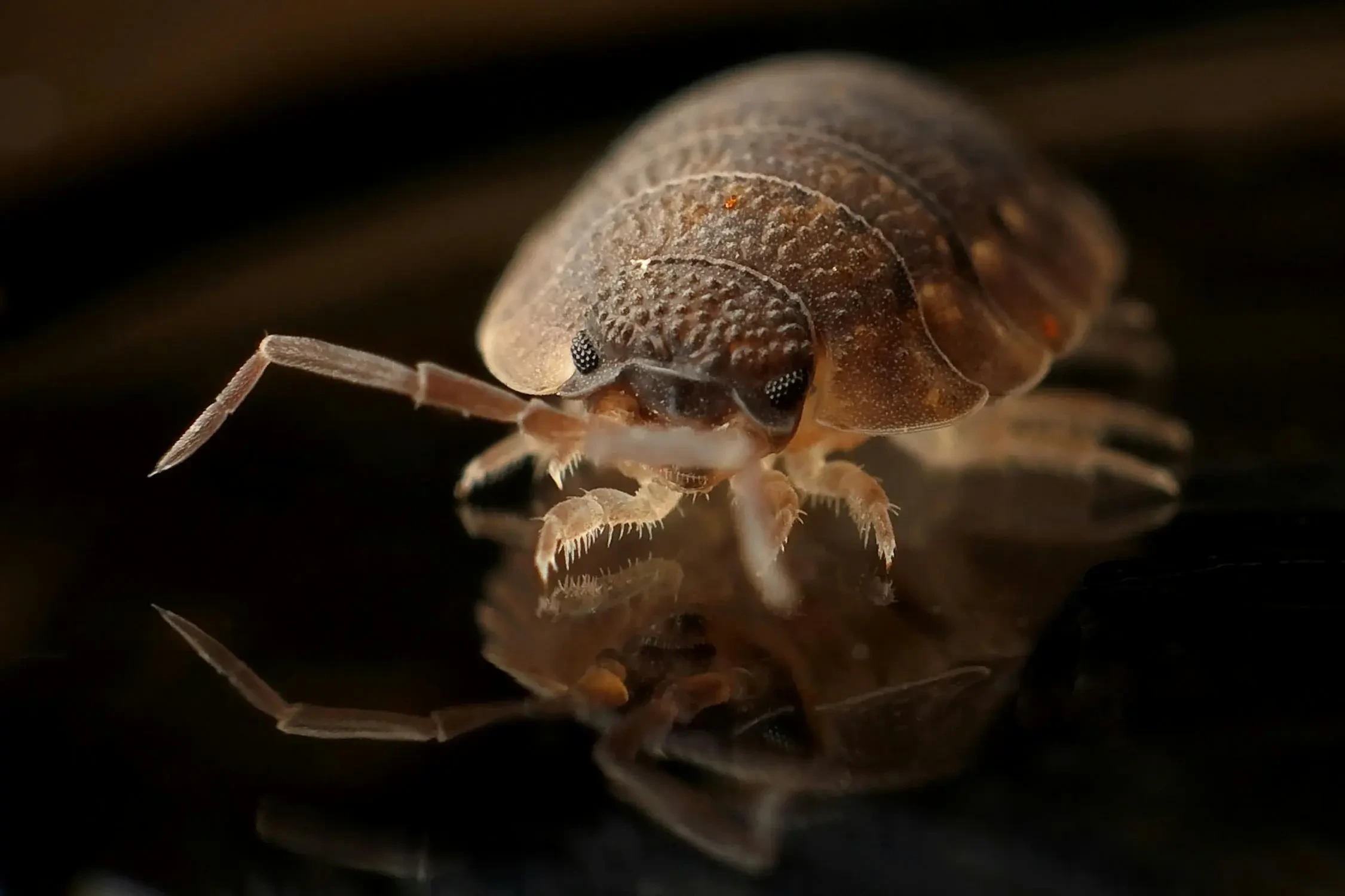 Work photo for Pest Control Experts: All-Natural Products. Safe for pets and humans!