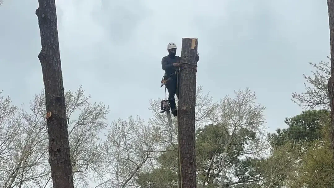 Work photo for Tree Removal: Most difficult tree cut, grind and haul $1000
