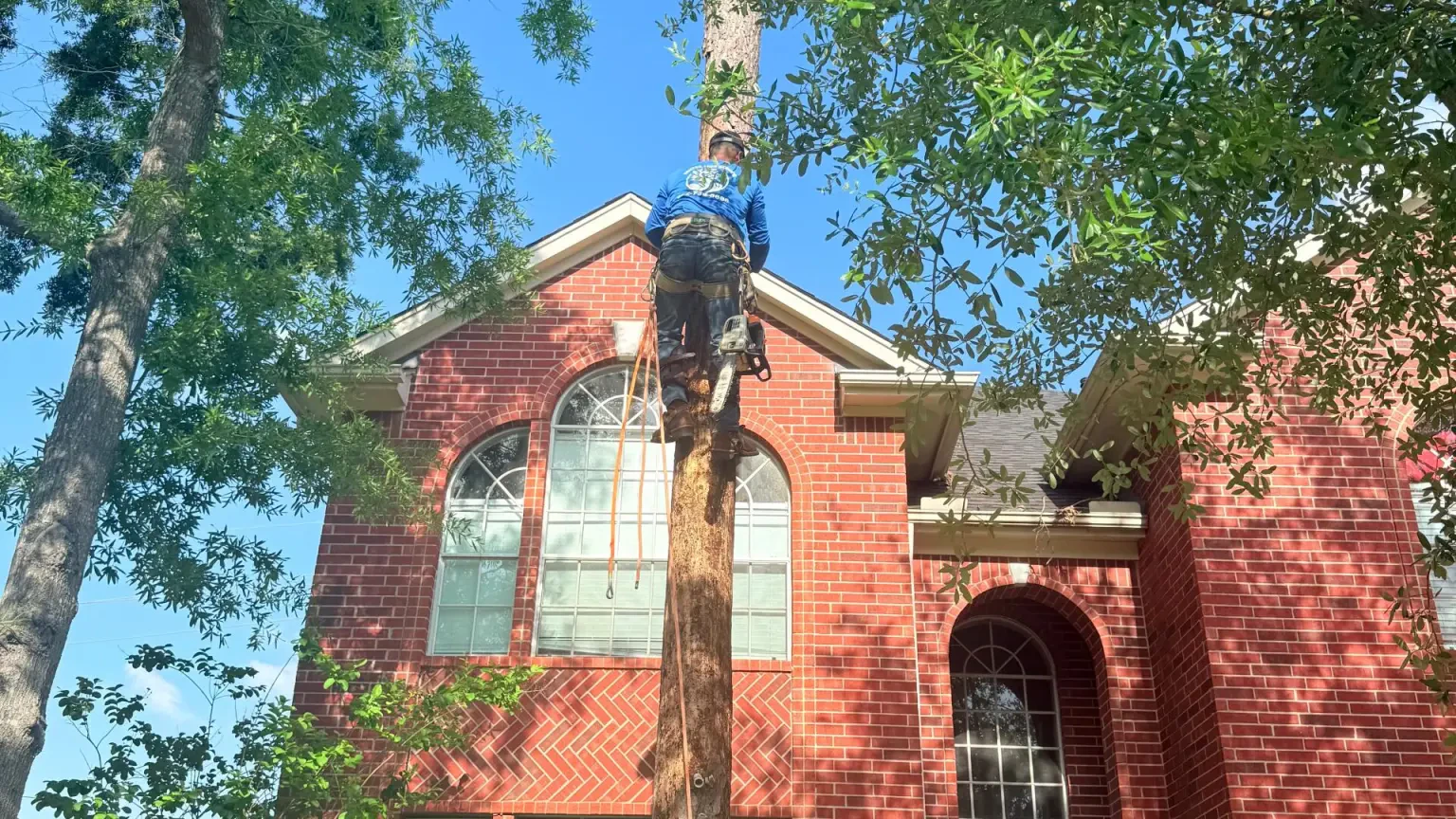Work photo for Tree Removal: Most difficult tree cut, grind and haul $1000
