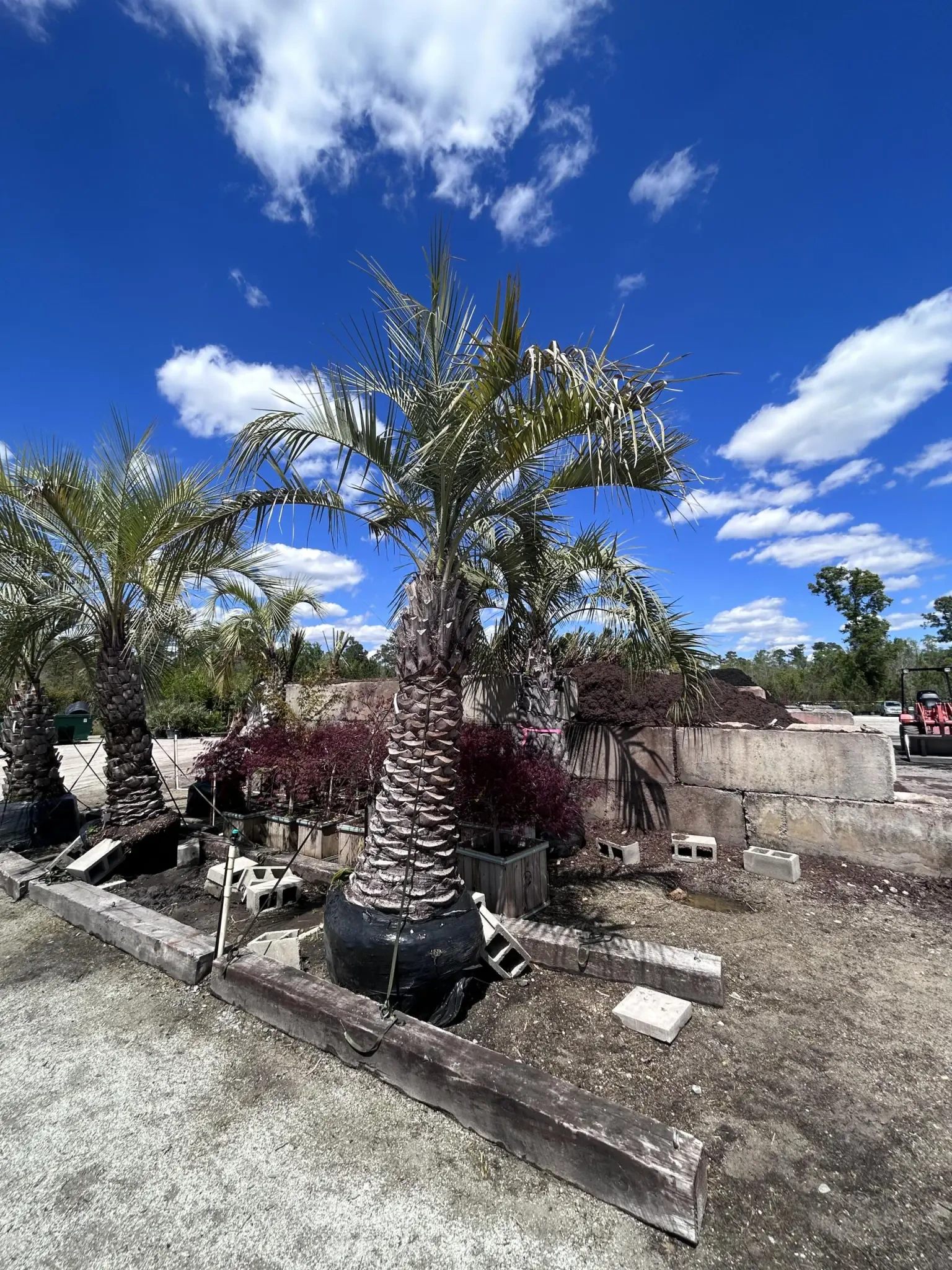 Work photo for Palm tree trimming. Per tree